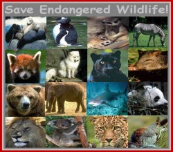 Save Our Exotics!!!